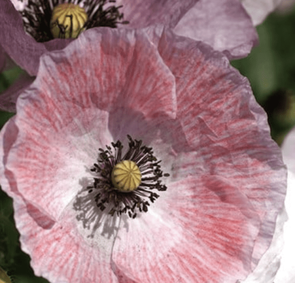 Poppy - Mother Of Pearl - Papaver rhoeas (3.25" pot)